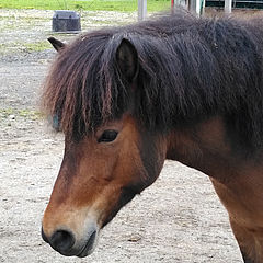 Freya, Isländer, geb 2013